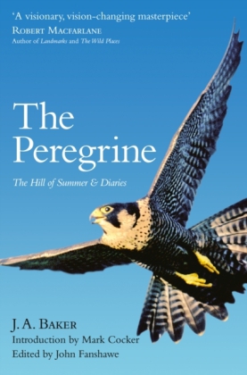 The Peregrine. Der Wanderfalke, englische Ausgabe