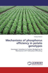 Mechanisms of phosphorus efficiency in potato genotypes
