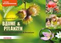 Kleine Waldentdecker: Bäume & Pflanzen