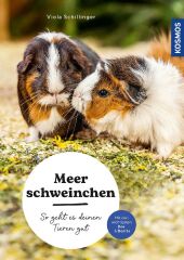 Meerschweinchen