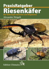 Riesenkäfer der Gattungen Dynastes und Megasoma