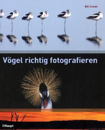 Vögel richtig fotografieren